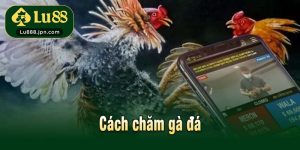 Cách chăm gà đá