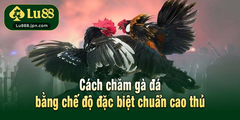 Cách chăm gà đá bằng chế độ đặc biệt chuẩn cao thủ