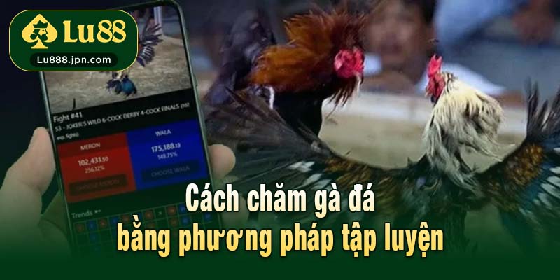 Cách chăm gà đá bằng phương pháp tập luyện