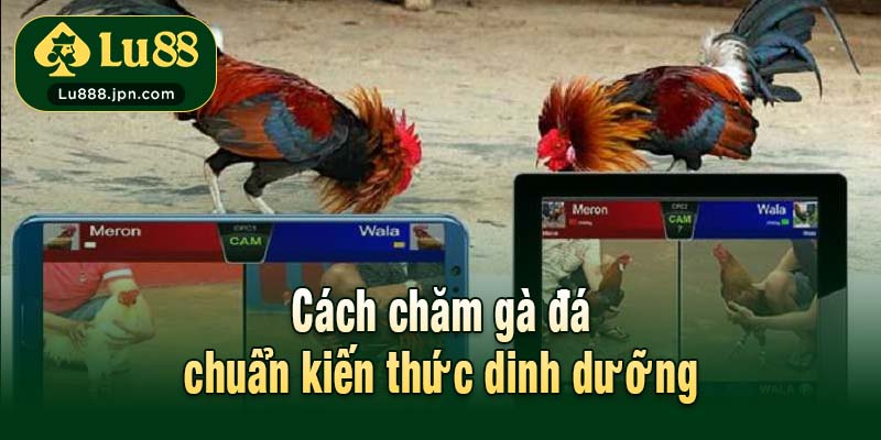 Cách chăm gà đá chuẩn kiến thức dinh dưỡng