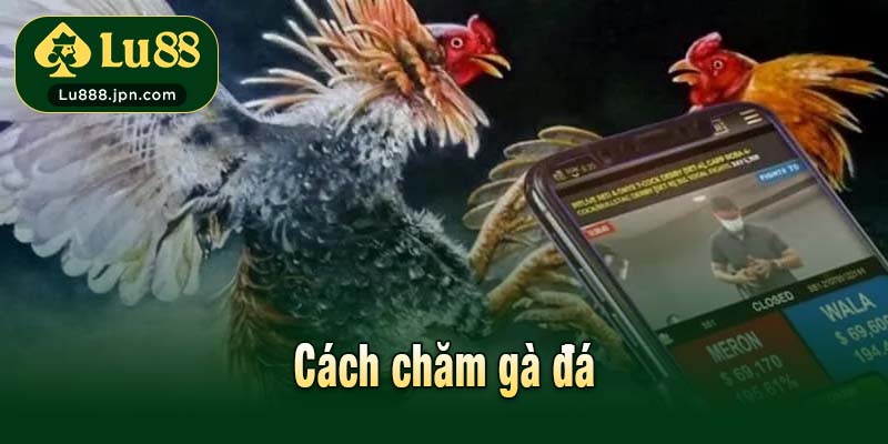 Cách chăm gà đá