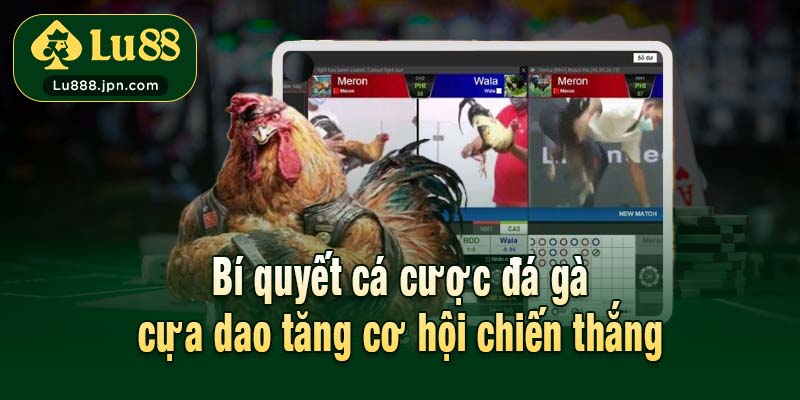 Bí quyết cá cược đá gà cựa dao tăng cơ hội chiến thắng