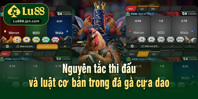 Nguyên tắc thi đấu và luật cơ bản trong đá gà cựa dao