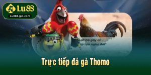 Trực tiếp đá gà Thomo