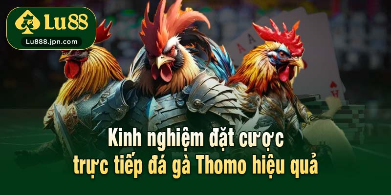 Kinh nghiệm đặt cược trực tiếp đá gà Thomo hiệu quả