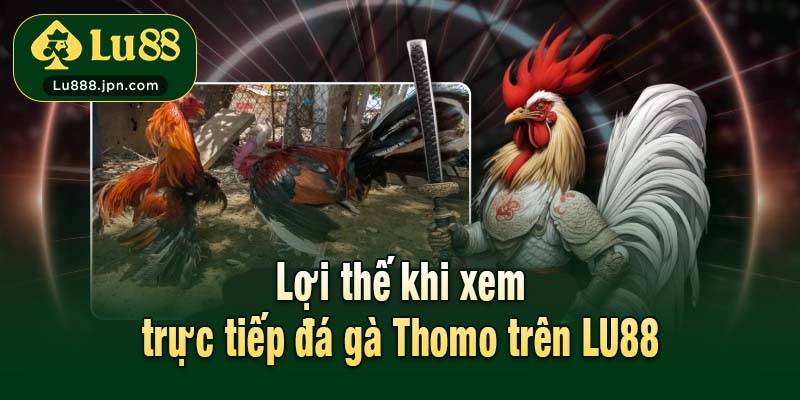 Lợi thế khi xem trực tiếp đá gà Thomo trên LU88